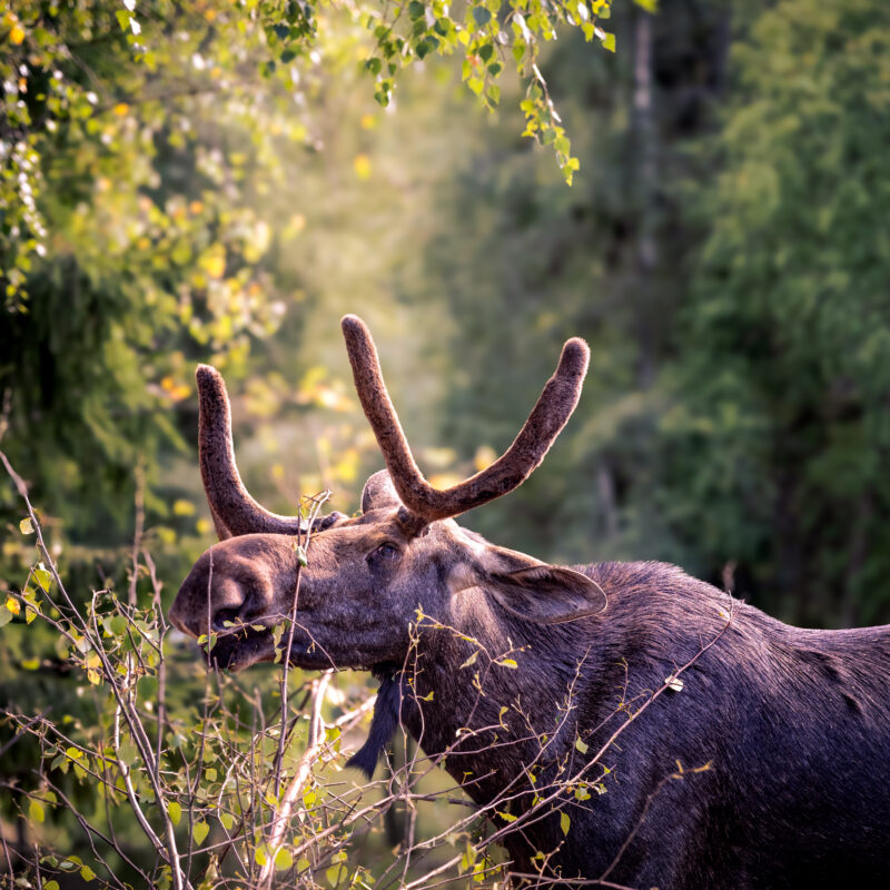 Eland met gewei in een bosrijke omgeving, verlicht door warm zonlicht tussen de bomen.